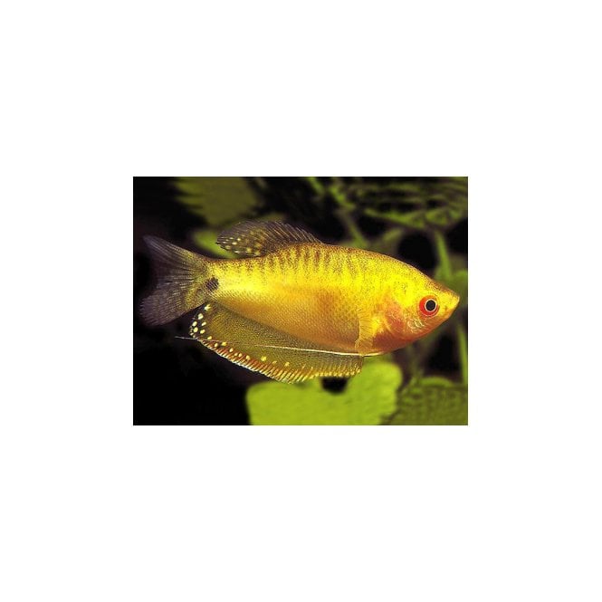 Woodthorpe Hall Aquatics Golden Gourami (Trichopodus Trichopterus)