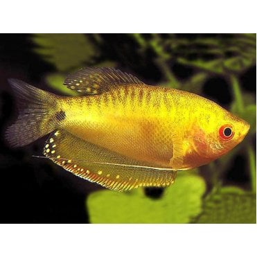 Golden Gourami (Trichopodus Trichopterus)