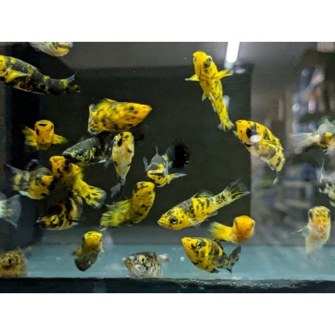 Woodthorpe Hall Aquatics Golden Leopard Molly (Poecilia Sphenops)