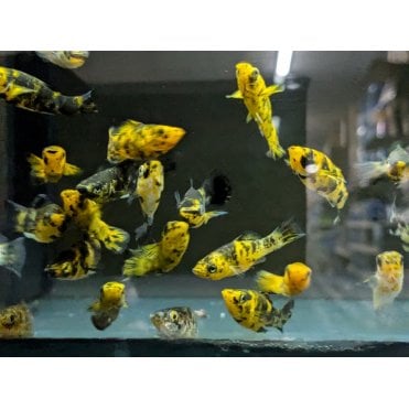 Golden Leopard Molly (Poecilia Sphenops)
