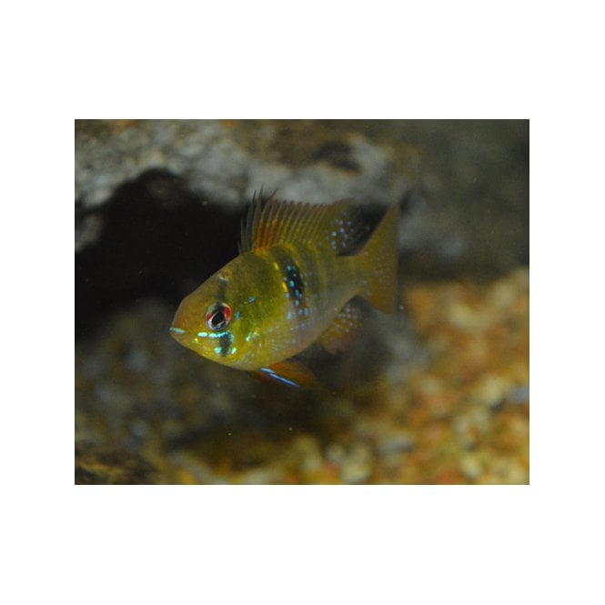 Woodthorpe Hall Aquatics Golden Ram (Mikrogeophagus Ramirezi)