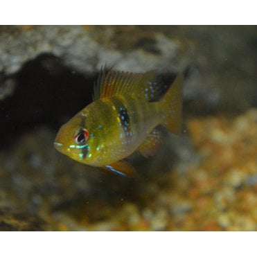 Golden Ram (Mikrogeophagus Ramirezi)