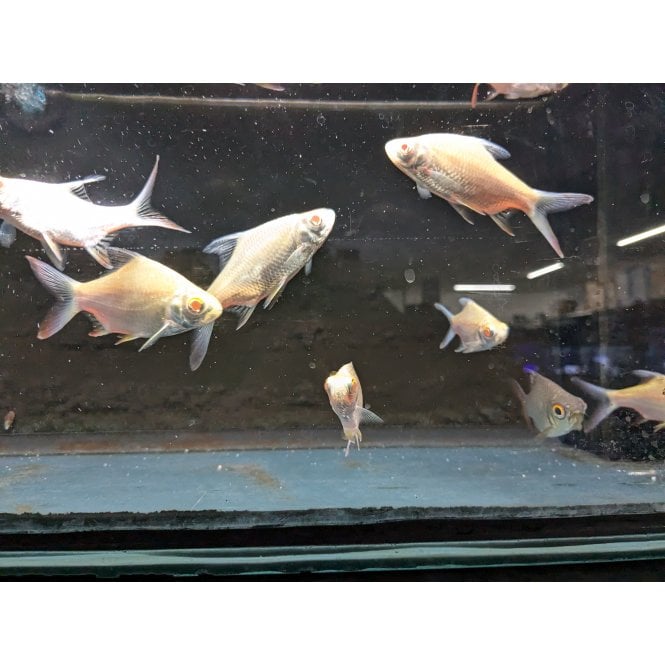 Woodthorpe Hall Aquatics Golden Tinfoil Barb (Barbonymus Schwanenfeldii)