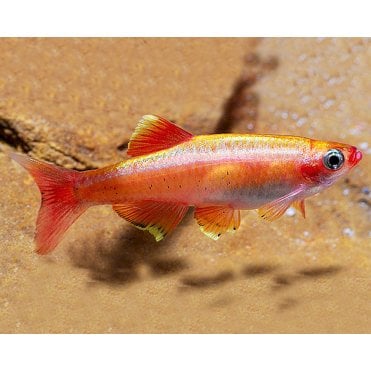 Golden White Cloud Mountain Minnow (Tanichthys Albonubes)