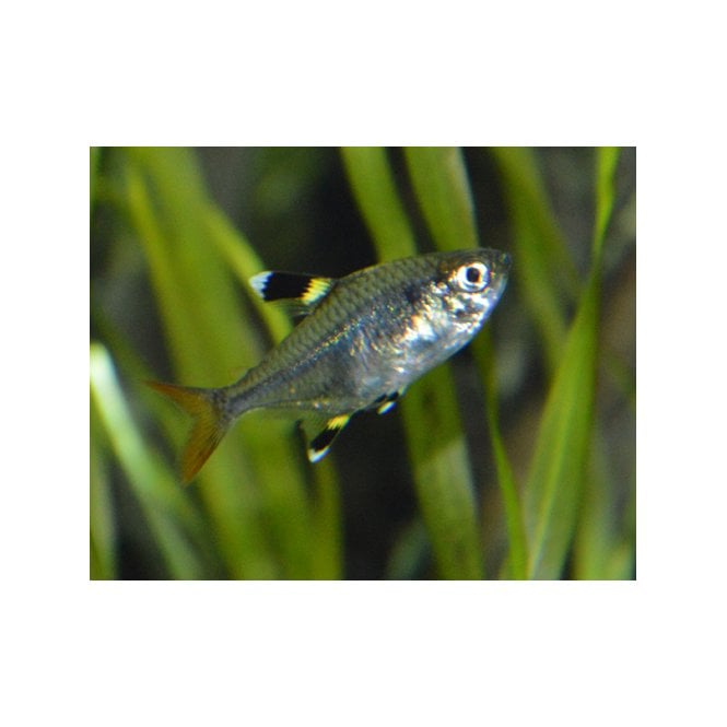 Woodthorpe Hall Aquatics Goldfinch Tetra (Pristella Maxillaris)