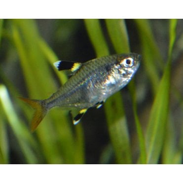 Goldfinch Tetra (Pristella Maxillaris)