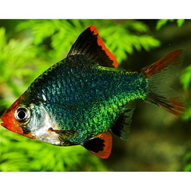 Woodthorpe Hall Aquatics Green Tiger Barbs (Puntigrus Tetrazona)