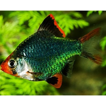 Green Tiger Barbs (Puntigrus Tetrazona)