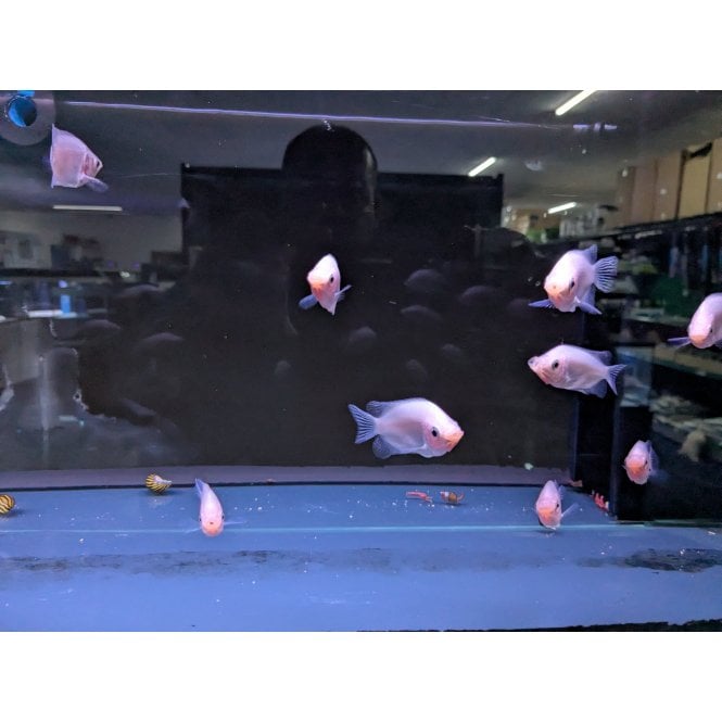 Woodthorpe Hall Aquatics Kissing Gourami