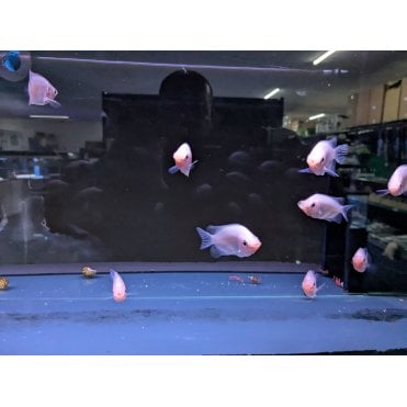 Kissing Gourami
