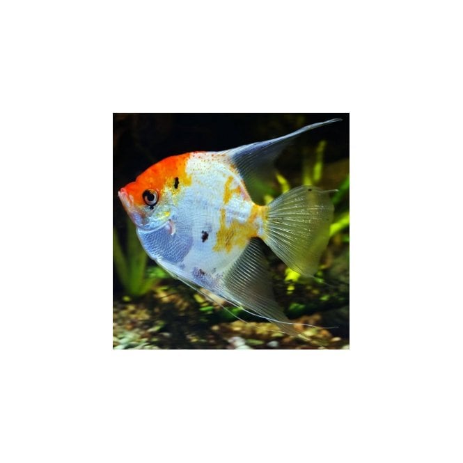 Woodthorpe Hall Aquatics Koi Angel (Pterophyllum Scalare)