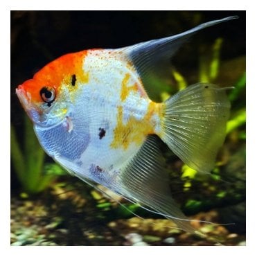 Koi Angel (Pterophyllum Scalare)