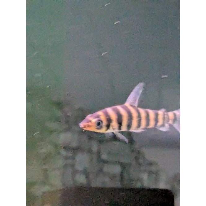 Woodthorpe Hall Aquatics Leporinus Fasciatus
