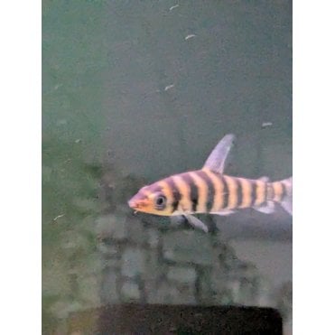 Leporinus Fasciatus