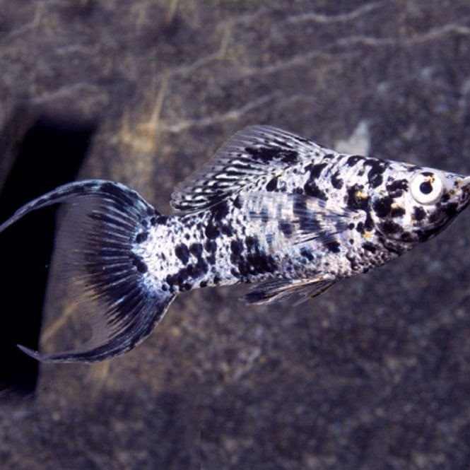 Woodthorpe Hall Aquatics Marble Lyretail Molly (Poecilia Sphenops)