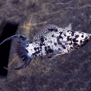 Marble Lyretail Molly (Poecilia Sphenops)