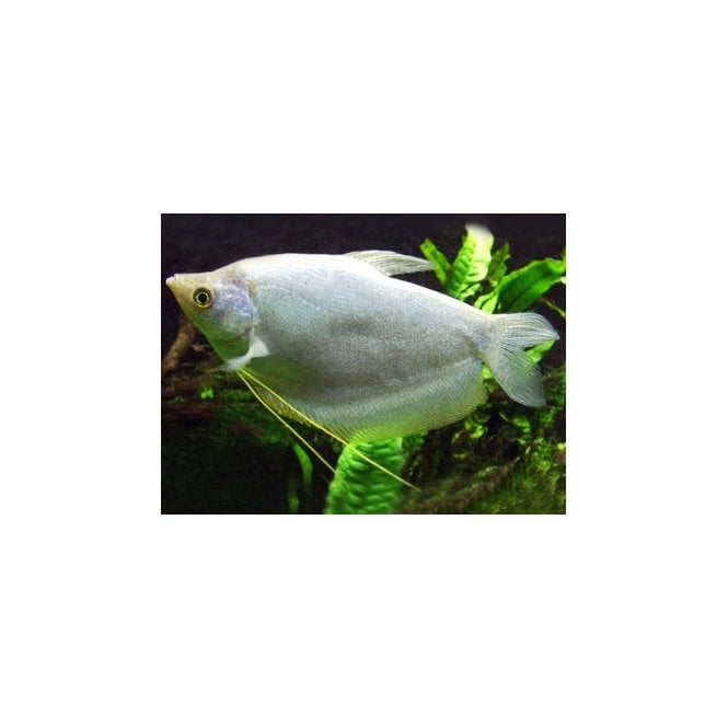 Woodthorpe Hall Aquatics Moonlight Gourami (Trichopodus Microlepis)