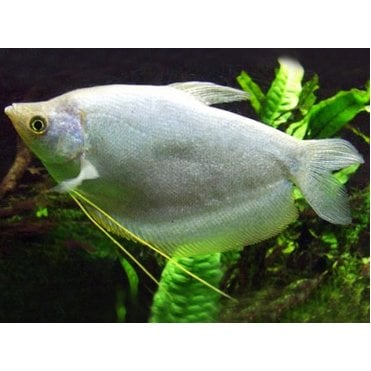 Moonlight Gourami (Trichopodus Microlepis)