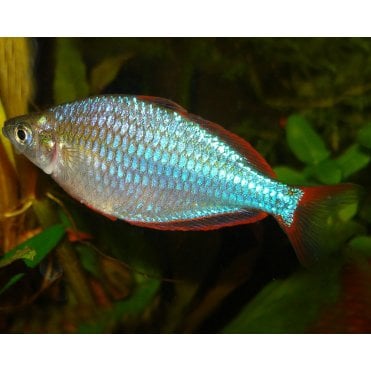 Neon Dwarf Rainbow (Melanotaenia Praecox)