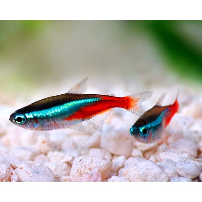 Woodthorpe Hall Aquatics Neon Tetra (Paracheirodon Innesi)