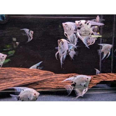 Panda Angel (Pterophyllum Scalare)