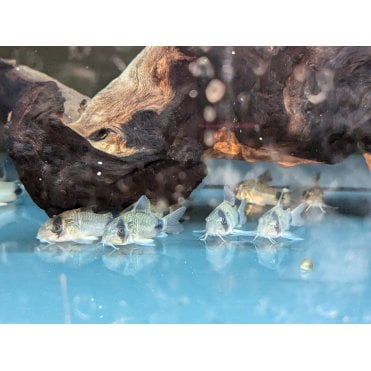 Panda Corydoras (Corydoras Panda)