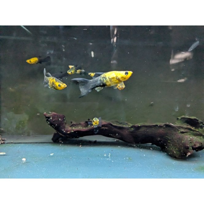 Woodthorpe Hall Aquatics Panda Marigold Lyretail Molly (Poecilia Sphenops)