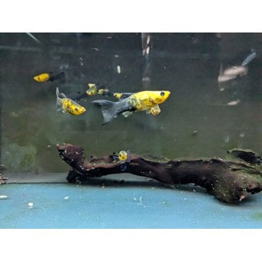 Panda Marigold Lyretail Molly (Poecilia Sphenops)