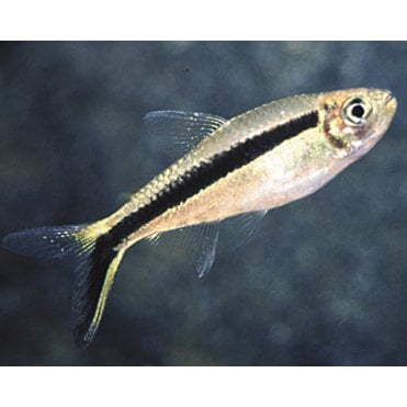 Penguin Tetra (Thayeria Boehlkei)