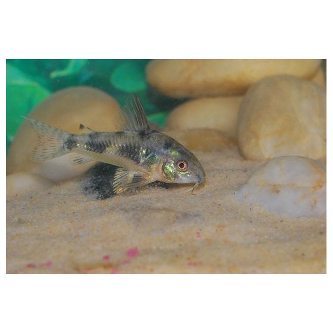 Woodthorpe Hall Aquatics Peppered Corydoras (Corydoras Paleatus)