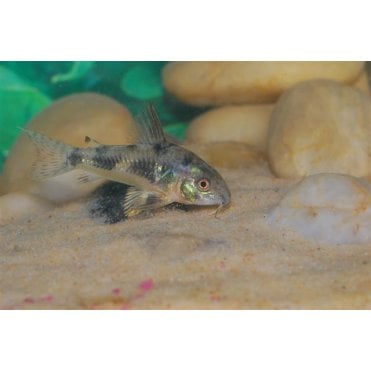 Peppered Corydoras (Corydoras Paleatus)