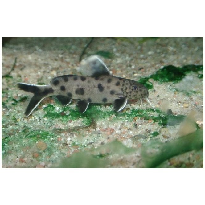 Woodthorpe Hall Aquatics Petricola Catfish (Synodontis Petricola)