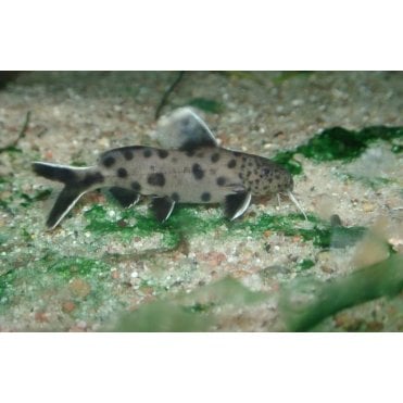 Petricola Catfish (Synodontis Petricola)