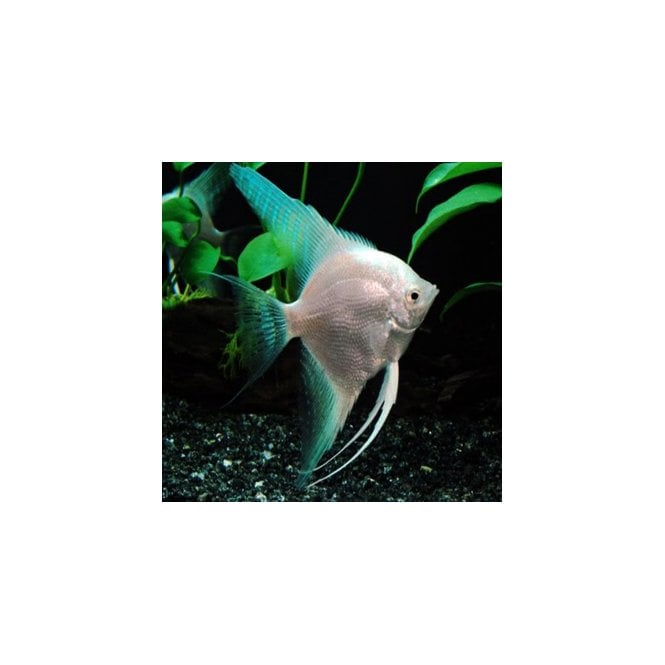 Woodthorpe Hall Aquatics Platinum Angel (Pterophyllum Scalare)