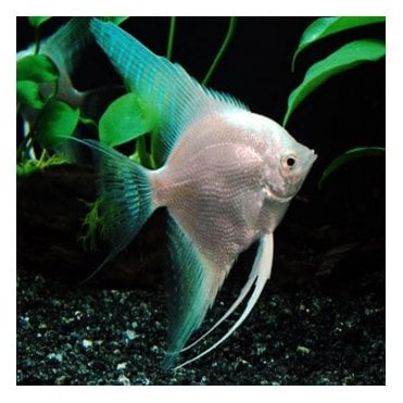 Platinum Angel (Pterophyllum Scalare)