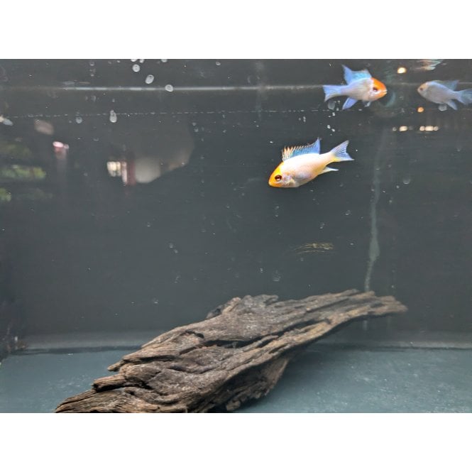 Woodthorpe Hall Aquatics Platinum Ram (Mikrogeophagus Ramirezi)