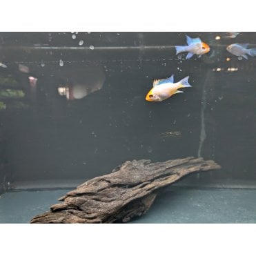 Platinum Ram (Mikrogeophagus Ramirezi)