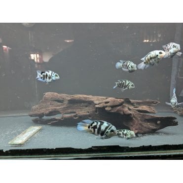 Polar Blue Convict Cichlid