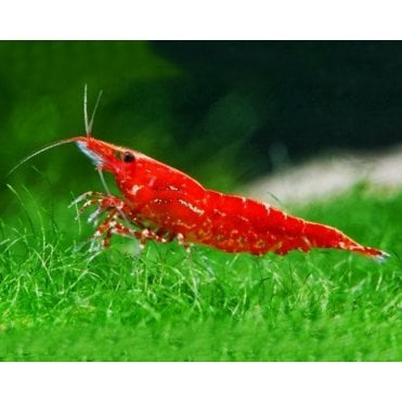 Red Cherry Shrimp (Neocaridina Davidi)