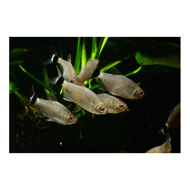 Woodthorpe Hall Aquatics Red Eye Tetra (Moenkhausia Sanctaefilomenae)