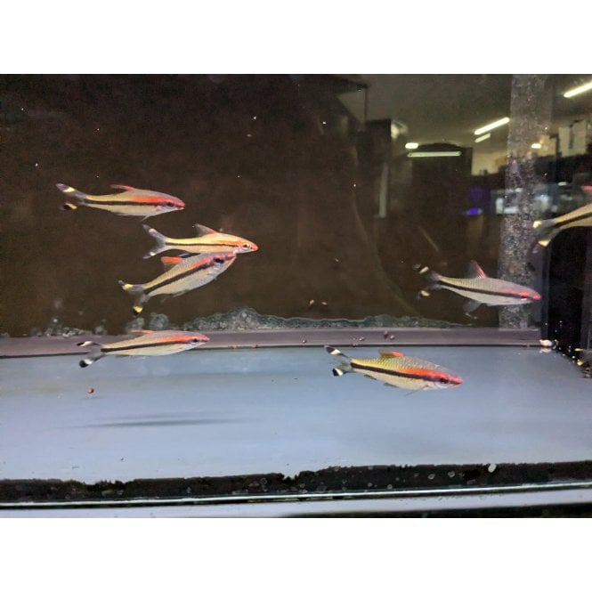 Woodthorpe Hall Aquatics Red Line Torpedo Barb (Sahyadria Denisonii)