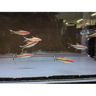 Red Line Torpedo Barb (Sahyadria Denisonii)