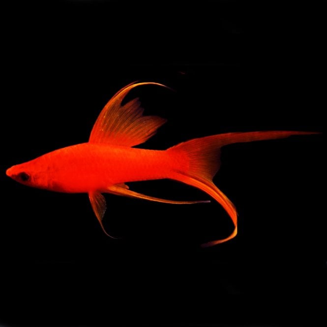 Woodthorpe Hall Aquatics Red Lyretail Swordtail (Xiphophorus Helleri)