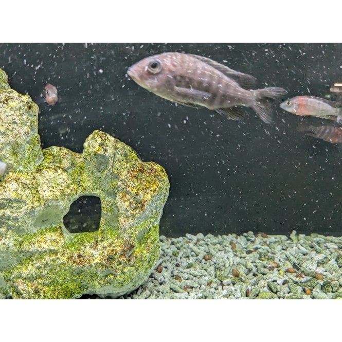 Woodthorpe Hall Aquatics Red Peacock (Aulonocara Nyassae)