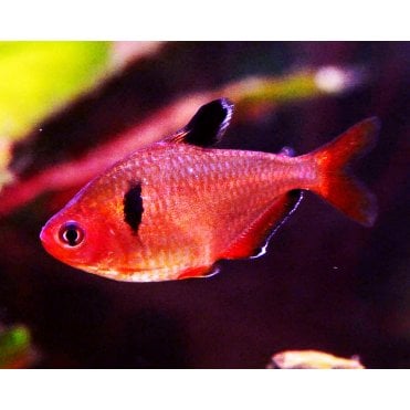 Red Phantom Tetras (Hyphessobrycon Sweglesi)