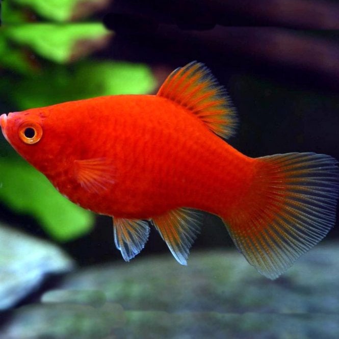 Woodthorpe Hall Aquatics Red Platy (Xiphophorus Maculatus)