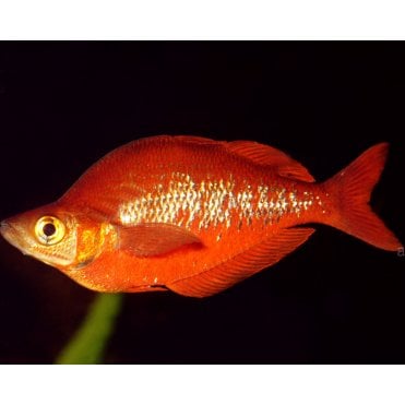 Red Rainbow (Glossolepis Incisus)