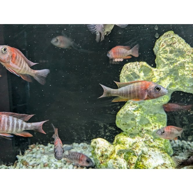 Woodthorpe Hall Aquatics Red Sided Peacock (Aulonocara Nyassae Aulonocara sp.)
