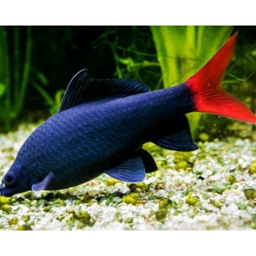 Red Tailed Black Shark (Epalzeorhynchos Bicolor)