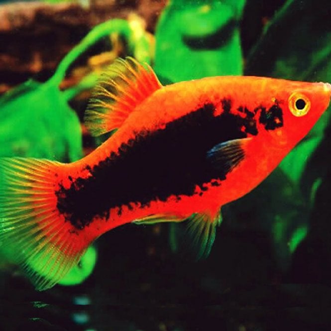 Woodthorpe Hall Aquatics Red Tuxedo Platy (Xiphophorus Maculatus)